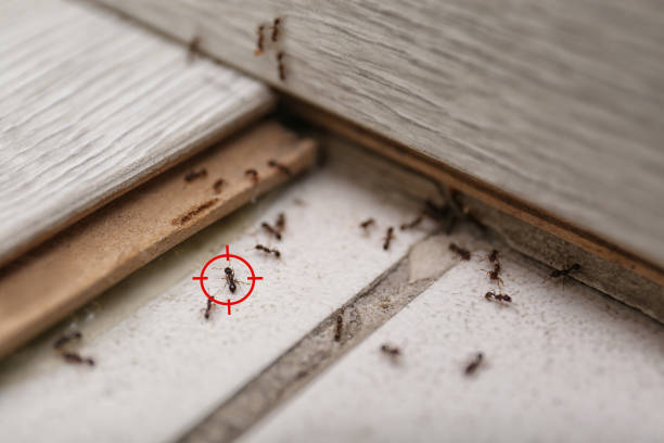 Best Termite Control Services  in Manana, HI